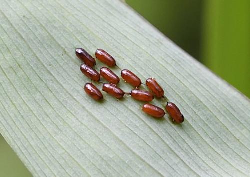 Lilioceris merdigera